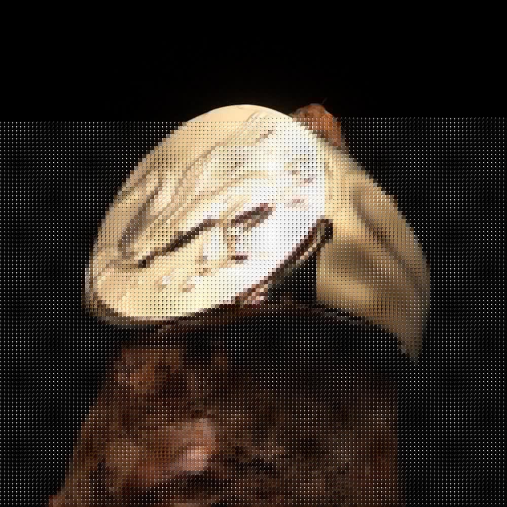 Pegasus Ring, Men's Ring, Corinthian Ring, Pegasus Coin Ring, Greek Goddess Ring, Athena Ring, Costume Ring, Gift for him, Winged Horse Ring-2